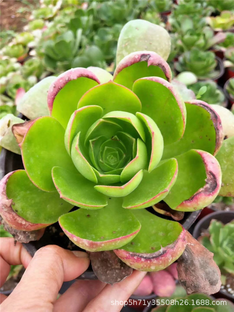 0088多肉植物大棚限时批发盆栽 加州香炉盘缀化盆15cm多肉品