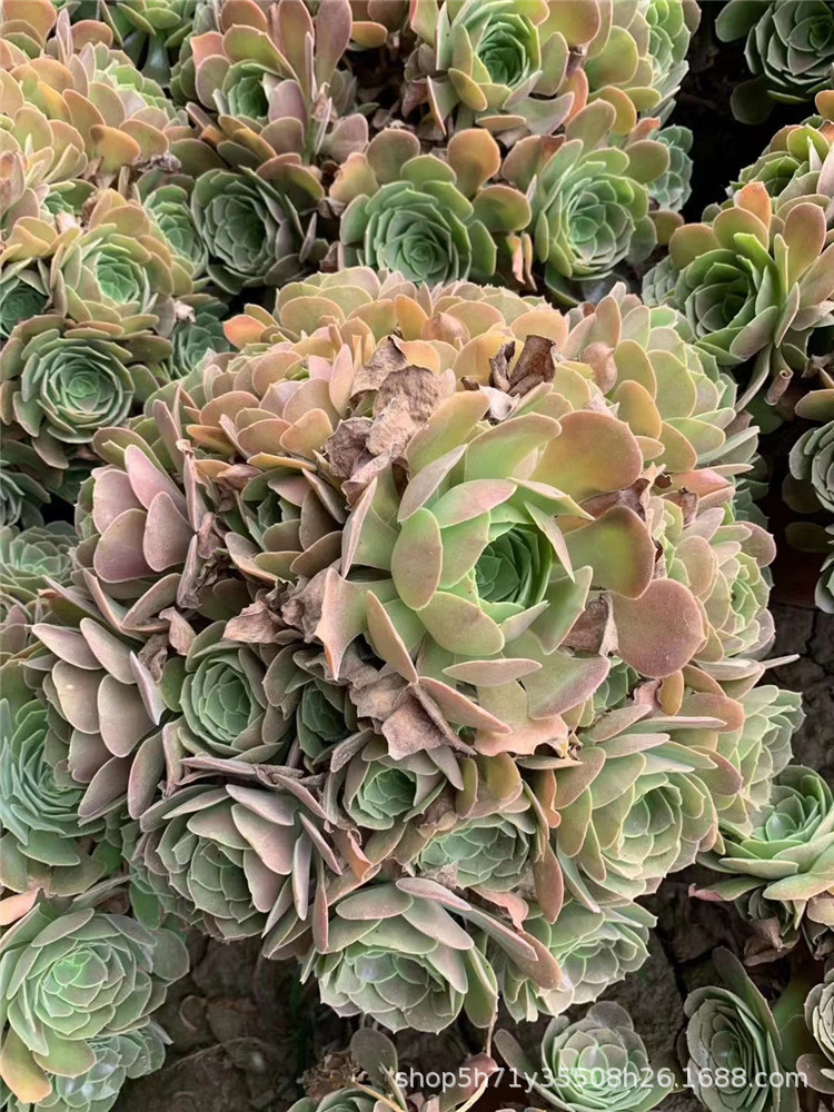 0536基地批发多肉植物法师品种巨无霸柠檬韶羞法师老桩多肉