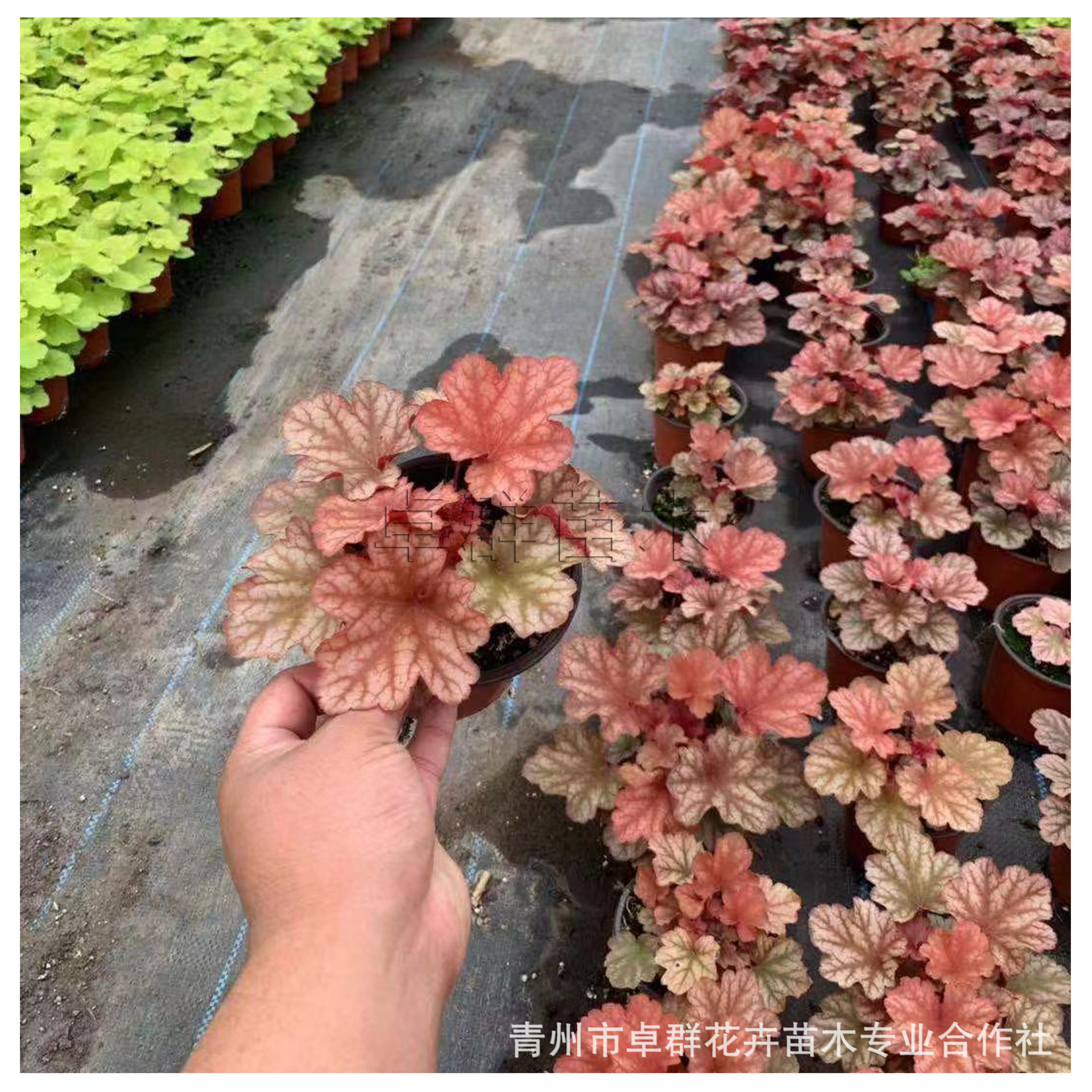 矾根 植物盆栽 多年生宿根花卉园林工程庭院耐寒地被绿化绿植批发