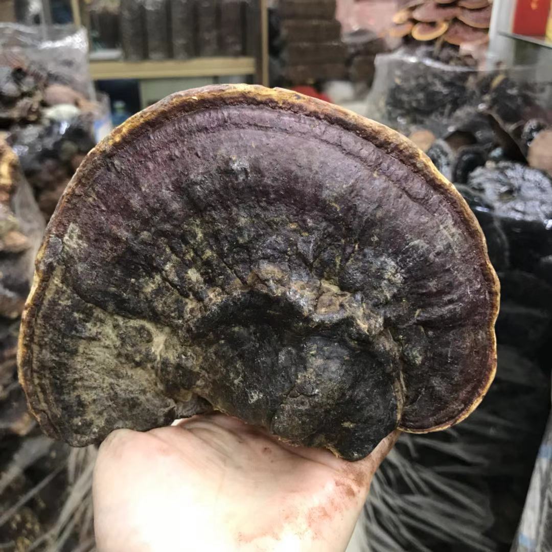 无柄赤灵芝 深山野生赤芝整枝 海南2019新货 中药材 常年批发大货