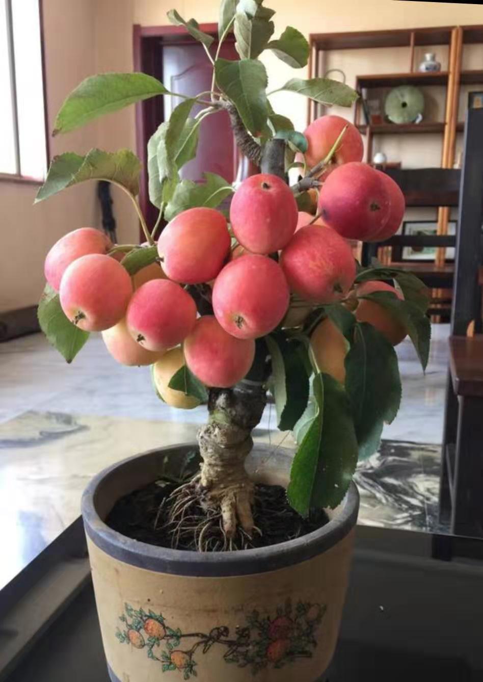 基地直销盆栽苹果南北方栽植易成活 可观赏可食用