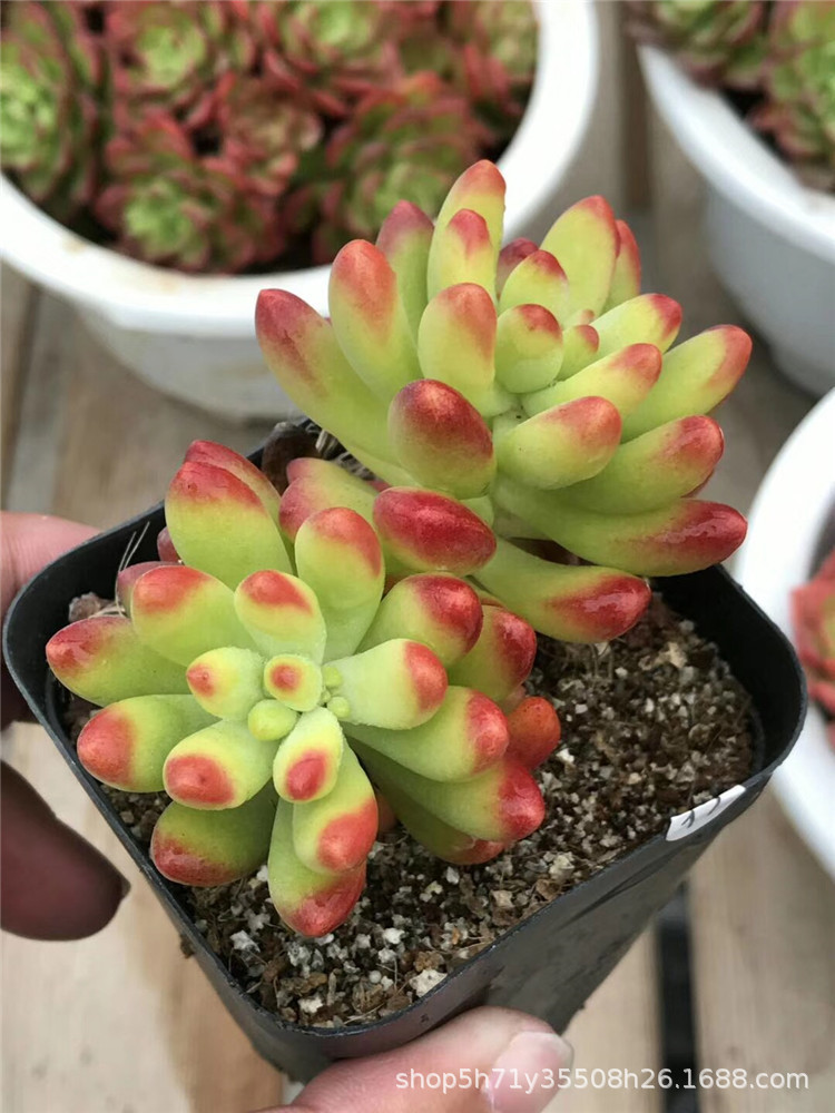 965大棚批发多肉品种 柠檬手指双头盆7cm多肉植物品相实拍发
