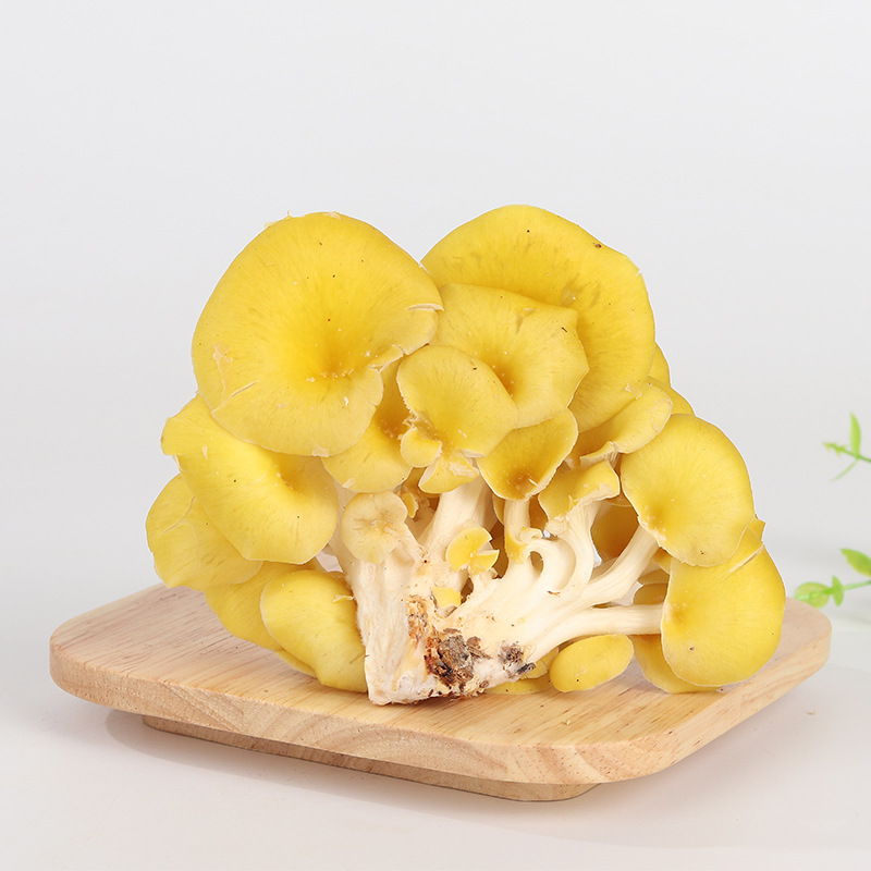 云南特产优质鸡油黄菌菇 火锅店原料鸡油黄 黄金菇 厂家批发