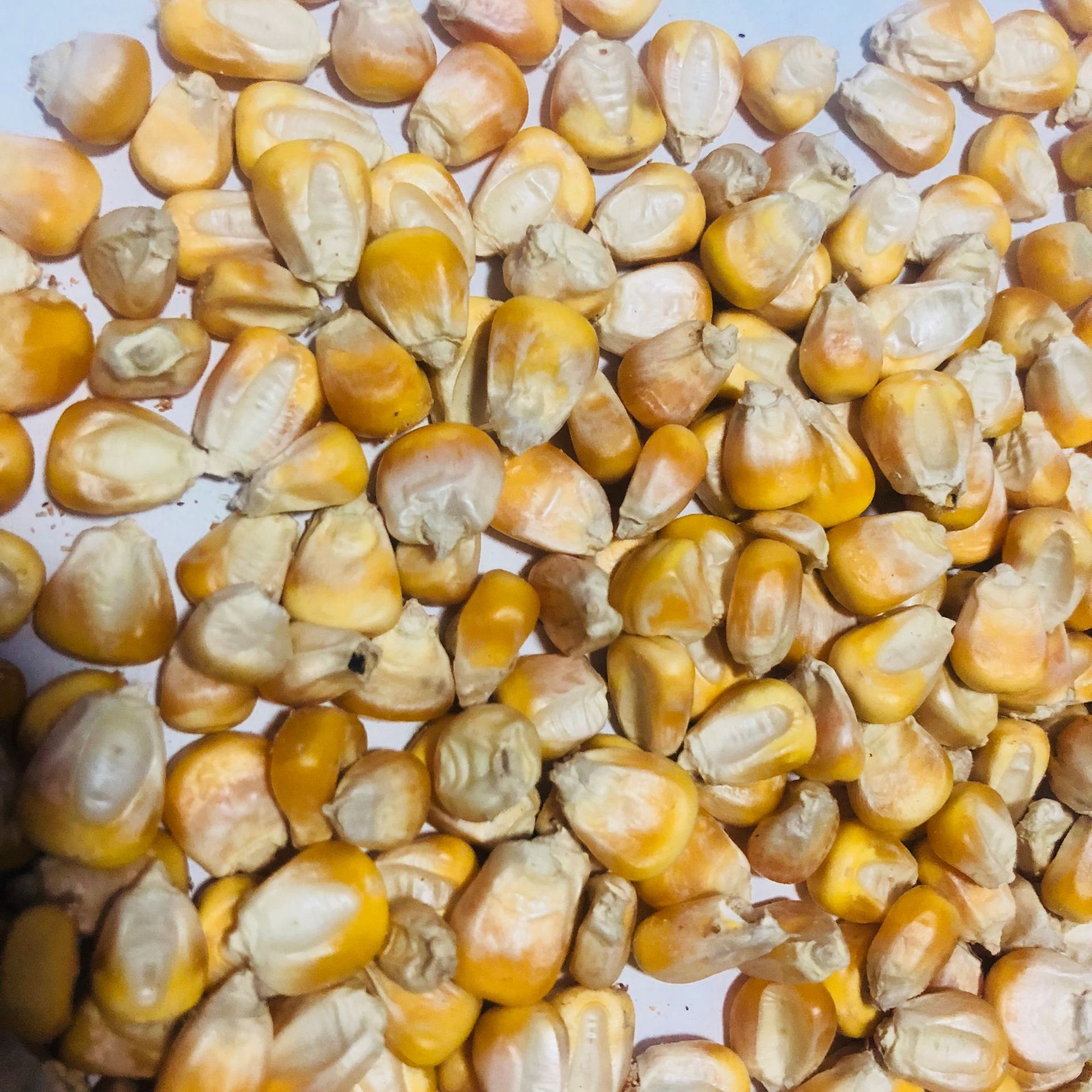 供应新货干玉米粒 玉米籽 鸽子鸡鸭鸟饲料钓鱼饵打窝饲料原料