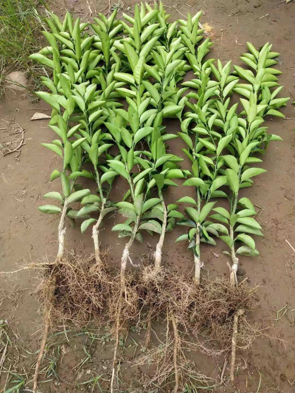 南北方种植药用枳壳苗木枳壳嫁接苗砧木苗当年结果