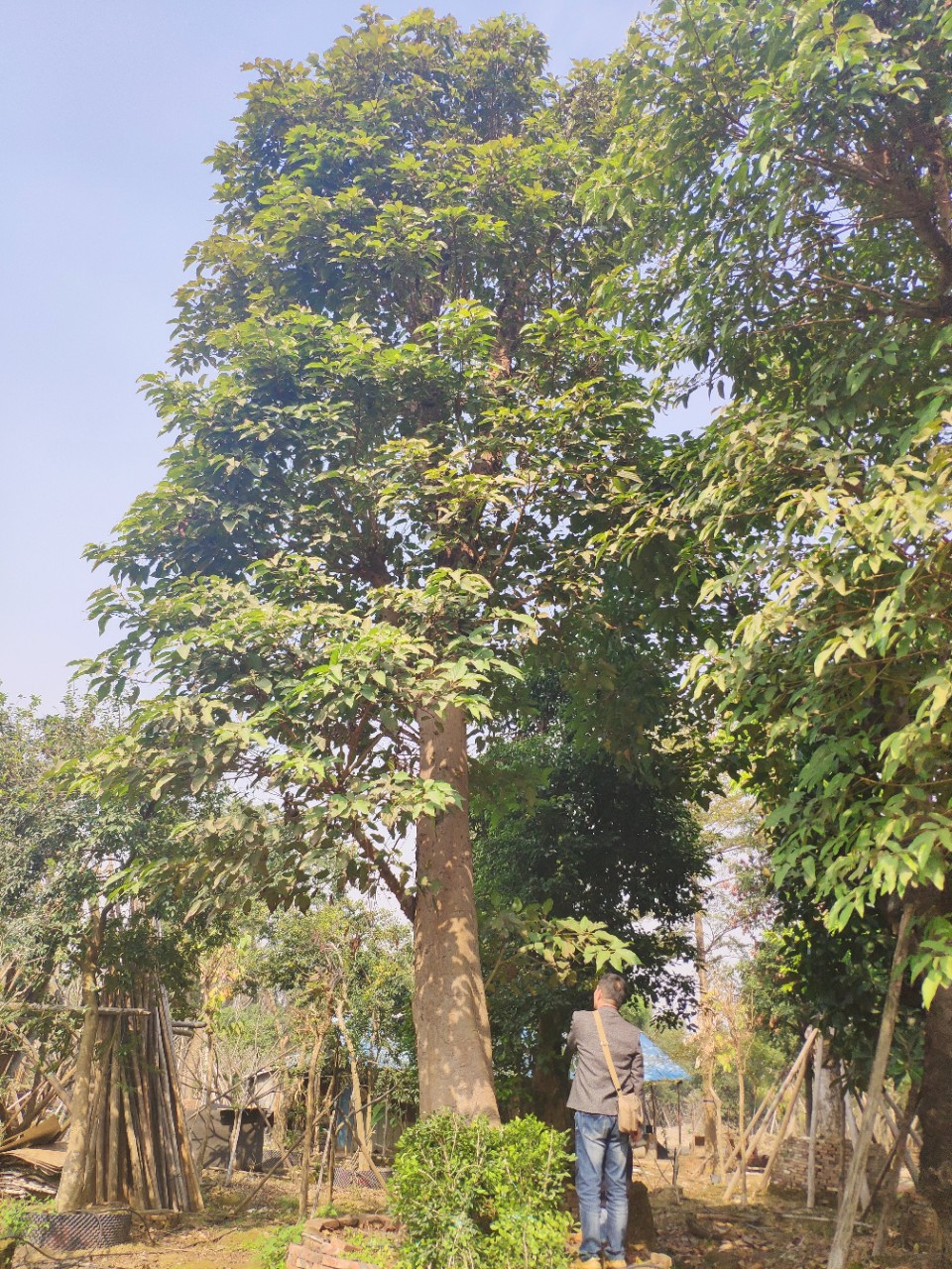 供应青果榕4060cm大树假植苗杂色榕公园植物