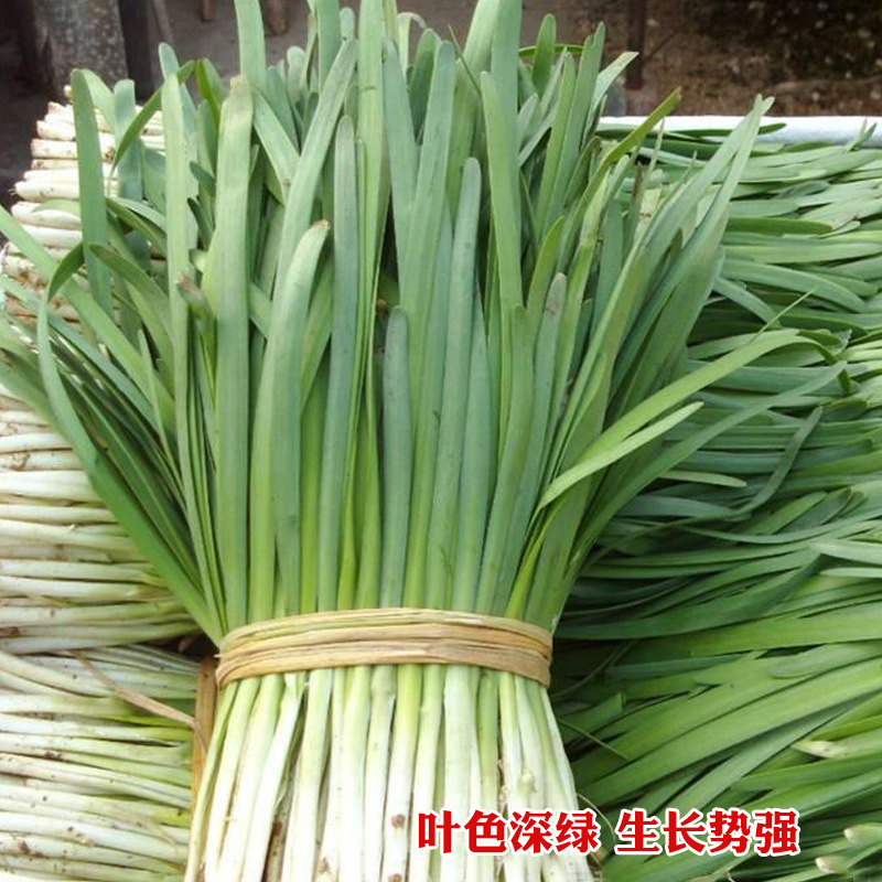 汉中雪韭王韭菜多抗四季播青宽叶冬季不休眠高产抗寒长茎大白根