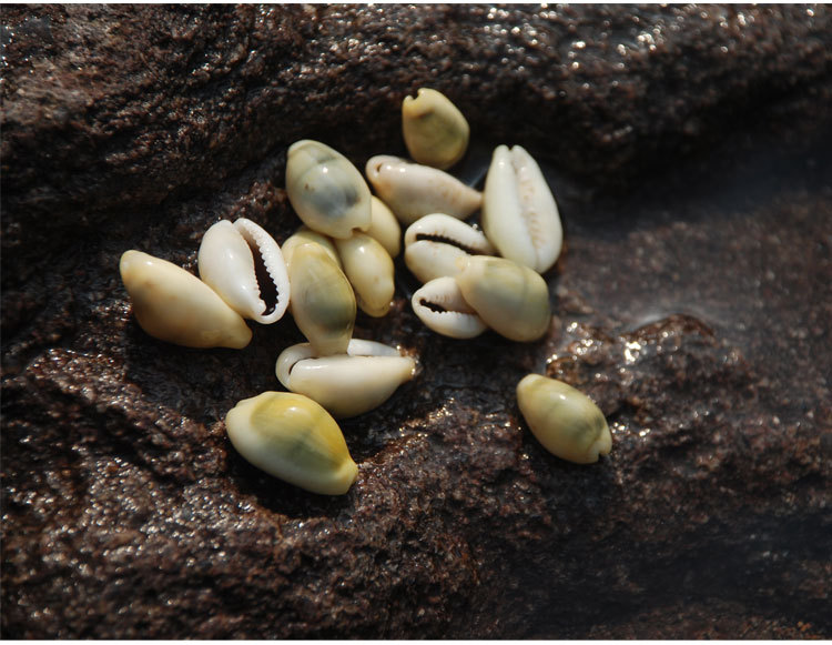 黄宝螺 货贝 标本 海螺贝壳diy家居鱼缸地台装饰金边宝螺古代钱币