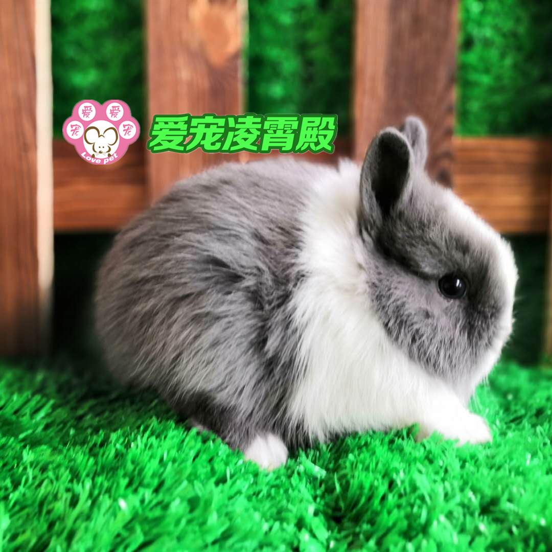 特价直销纯种侏儒兔子活体活物迷你猫猫兔侏儒道奇兔宠物专业批发