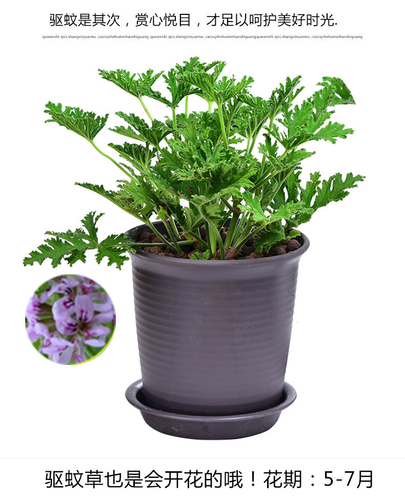 驱蚊草盆栽夏季具有驱蚊效果 室内庭院食虫草驱蚊草盆栽大苗