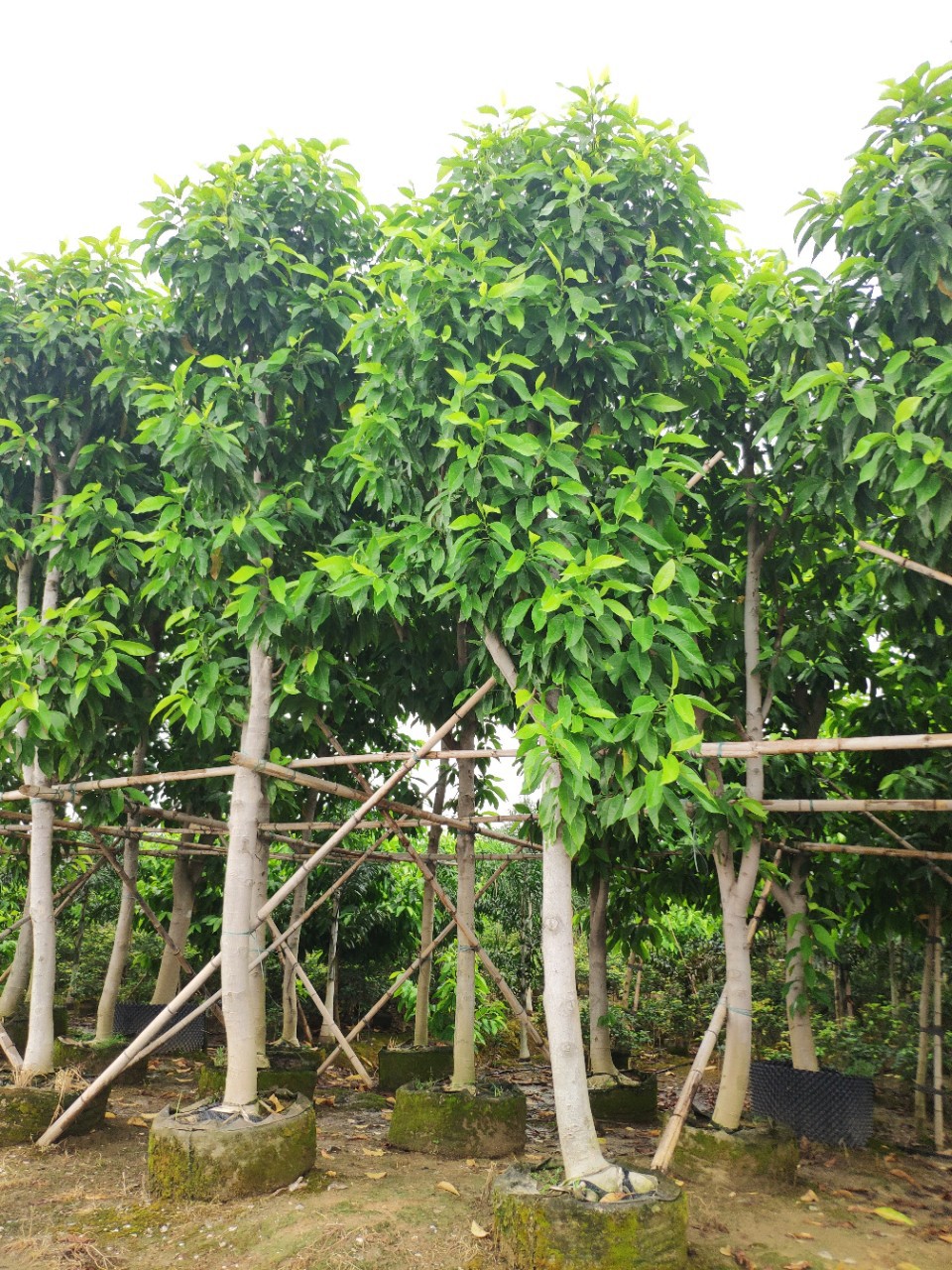 906基地供应 白兰花 白玉兰 10-12cm袋苗 绿化树-阿里巴巴