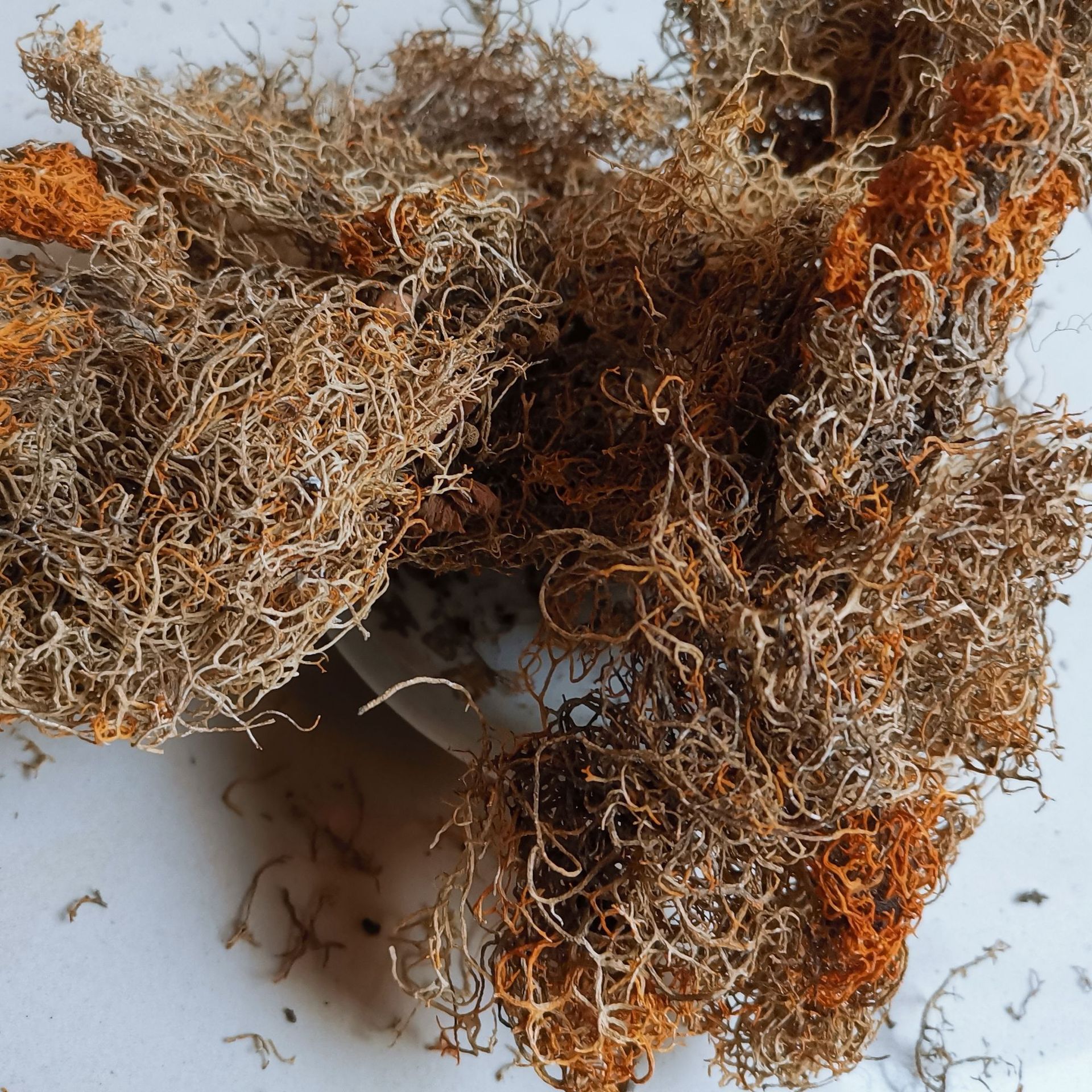 中药材 金刷把 金丝刷 金丝茶 红雪茶 赛尔浩花茶 金丝红雪茶