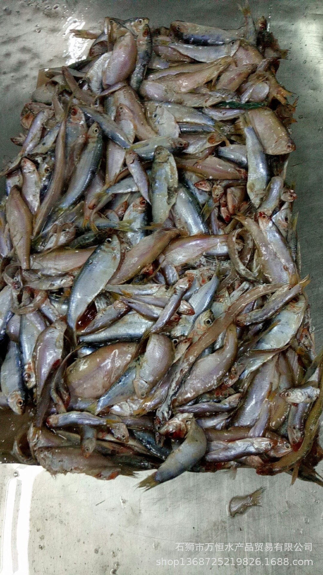 石狮万恒水产批发新饲料冻片饲料鱼 青兰 白只 杂鱼 6.5公斤一件