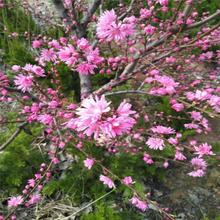 菊花碧桃产地 树形优美5公分龙柱碧桃 苗圃批发