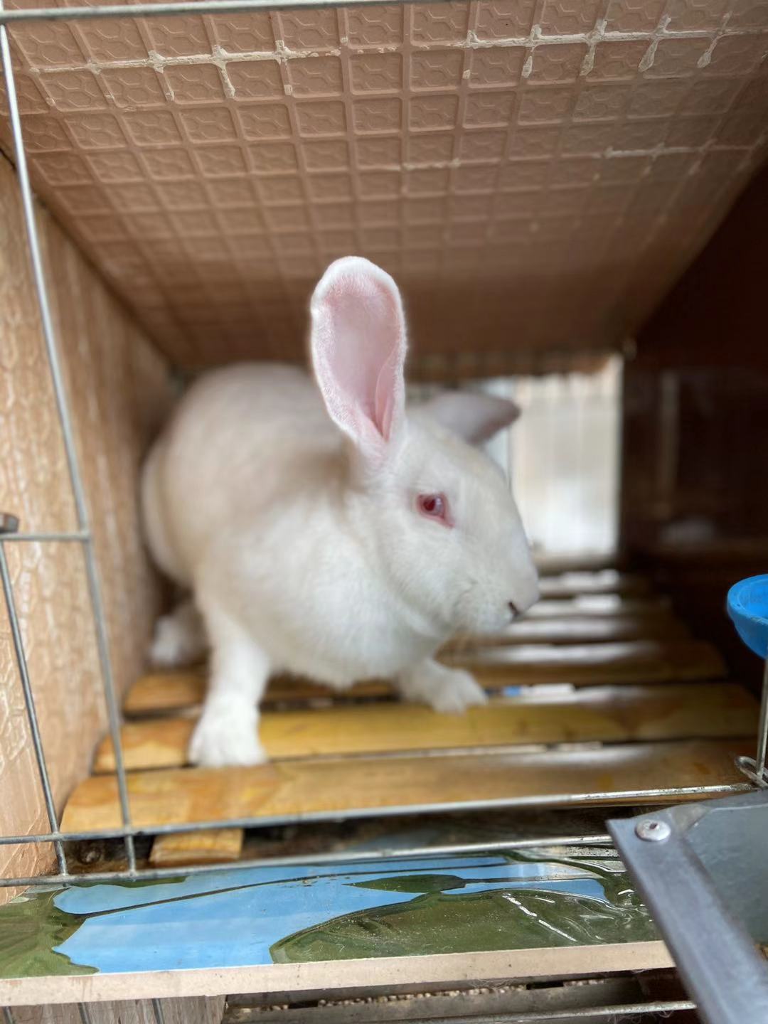 批发肉兔 出售白色新西兰活体兔教技术好养活