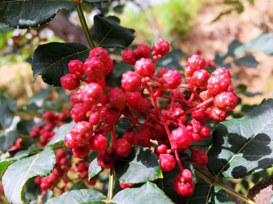 大红袍花椒_武都花椒麻椒武都大红袍花椒 陇盛源罐装产地直发100g/瓶