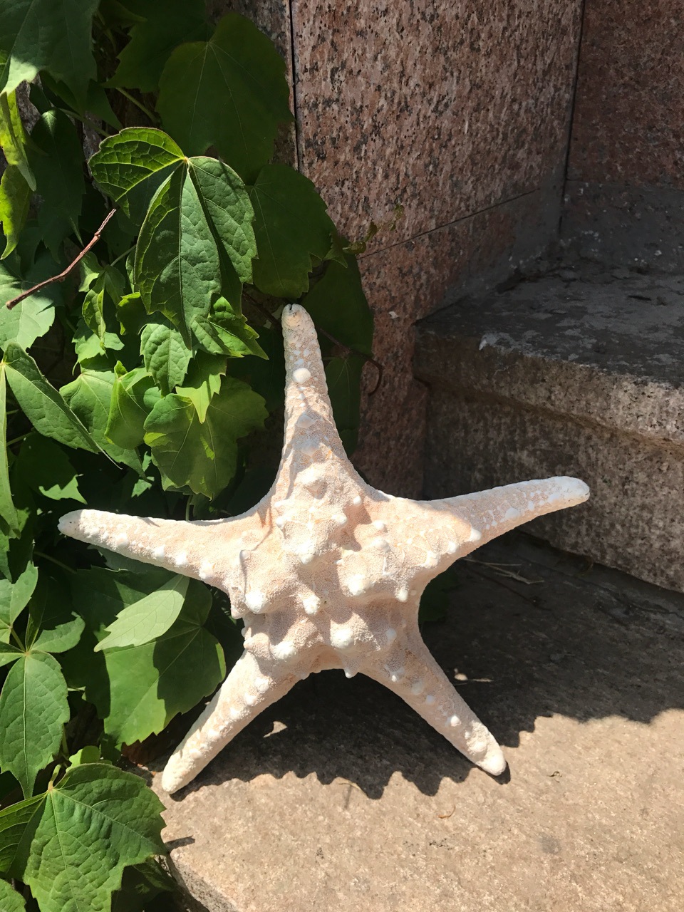 超大18-20厘米天然面包海星 霸王星真海星 墙贴 天然贝壳海螺批发