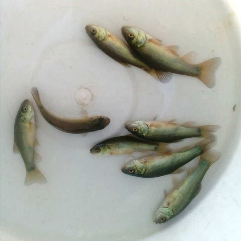 大量供应塘鲺鱼苗 埃及鱼苗 埃及塘鲺鱼苗 本地塘鲺鱼苗 塘角鱼苗