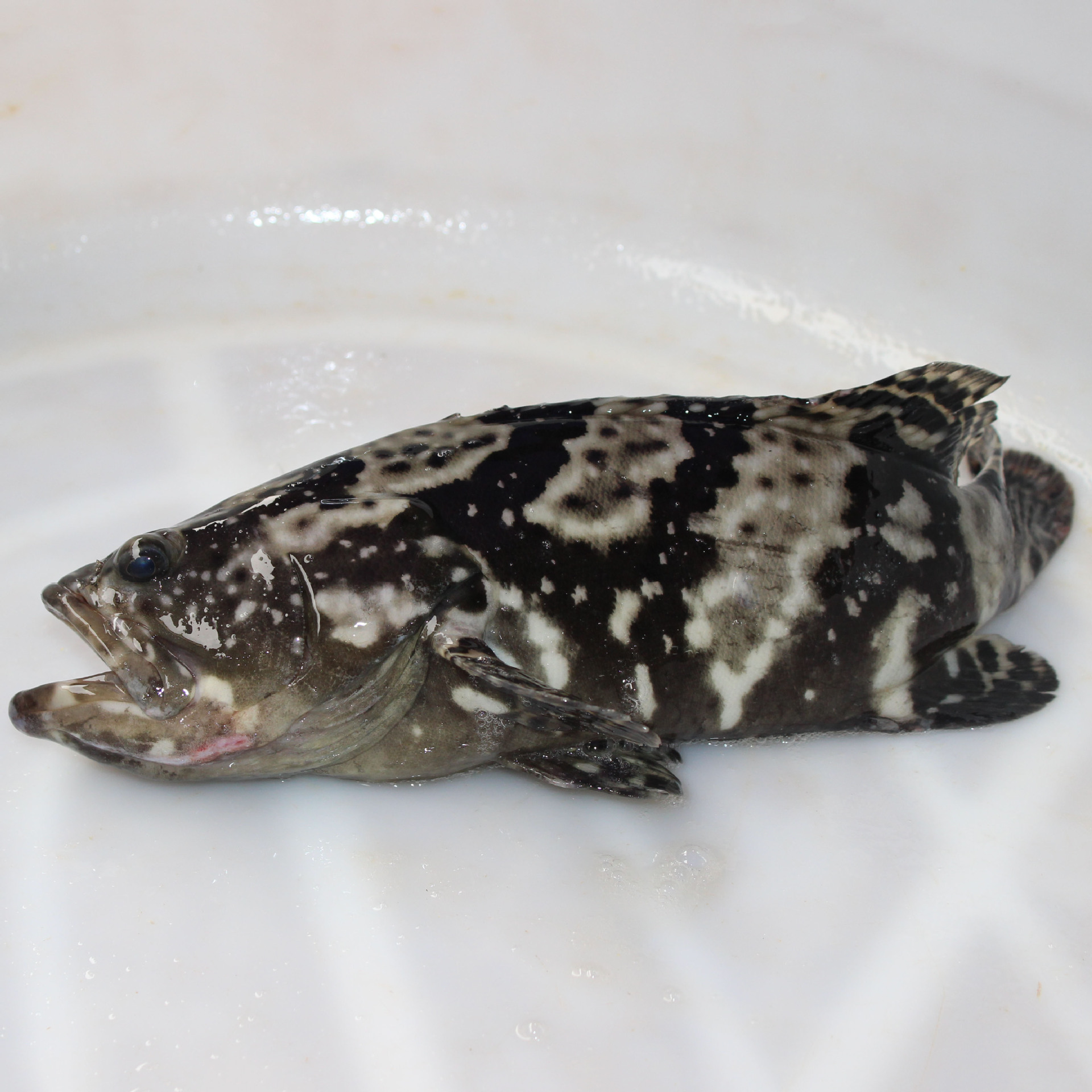 批发福建新鲜活石斑鱼 鲜活餐厅家用食材鲜活石斑鱼龙胆