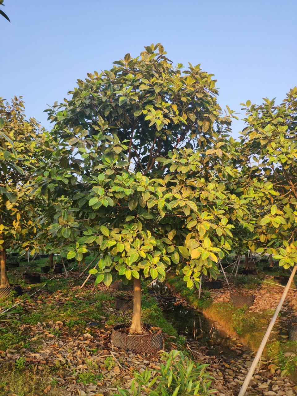 供应富贵榕1316cm假植苗花叶高山榕彩叶榕树