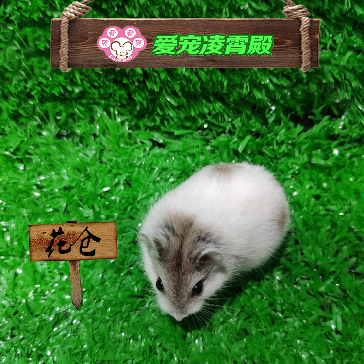 花仓仓鼠活体活物热卖 宠物 发客运 自家繁殖 品种齐全 专业批发