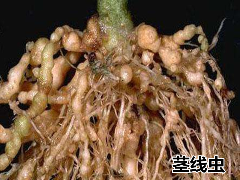 主要作用方式为抑制根结线虫乙酰胆碱酯酶的合成,可用于防治各类根结