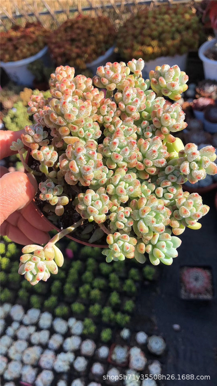 042云南大棚批发精品多肉品种 绿豆群盆11cm多肉群生植物裸根发