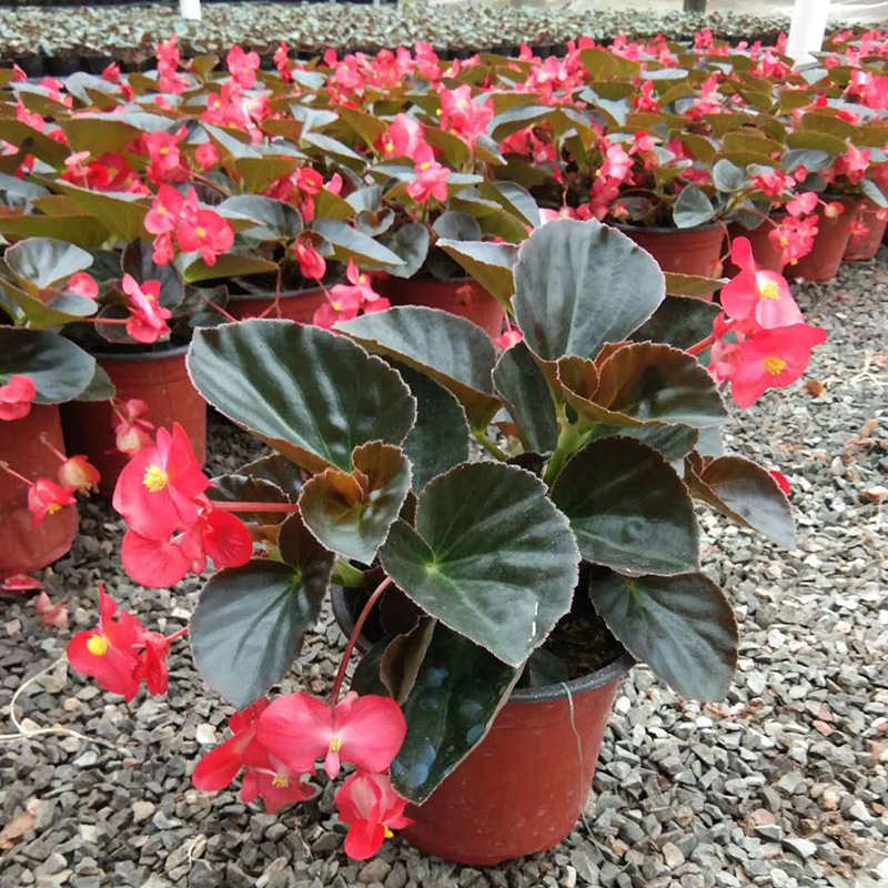 四季海棠多年生常绿草本茎直立稍肉质 喜温暖而凉爽气候观赏植物