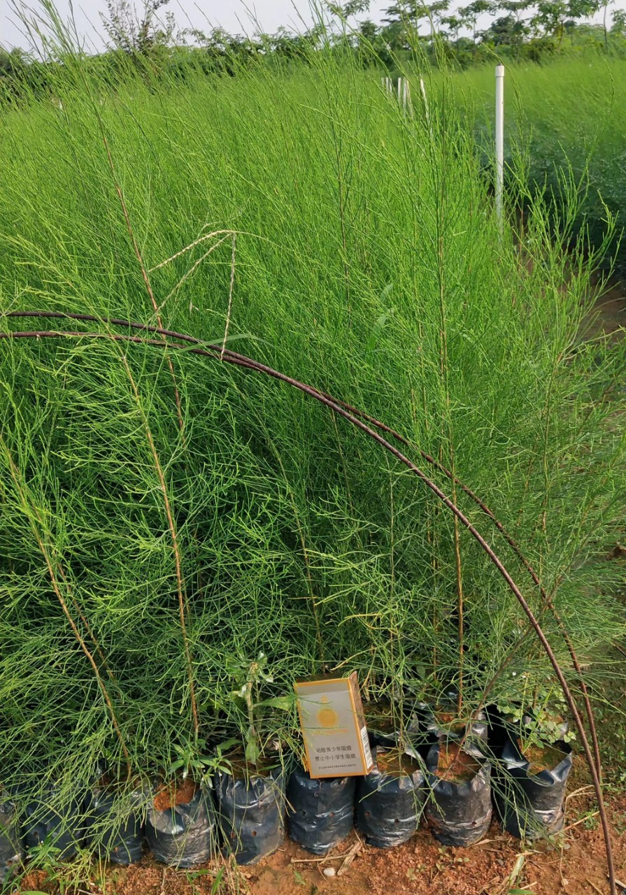 905基地直销木麻黄小苗2050cm高木麻黄树苗