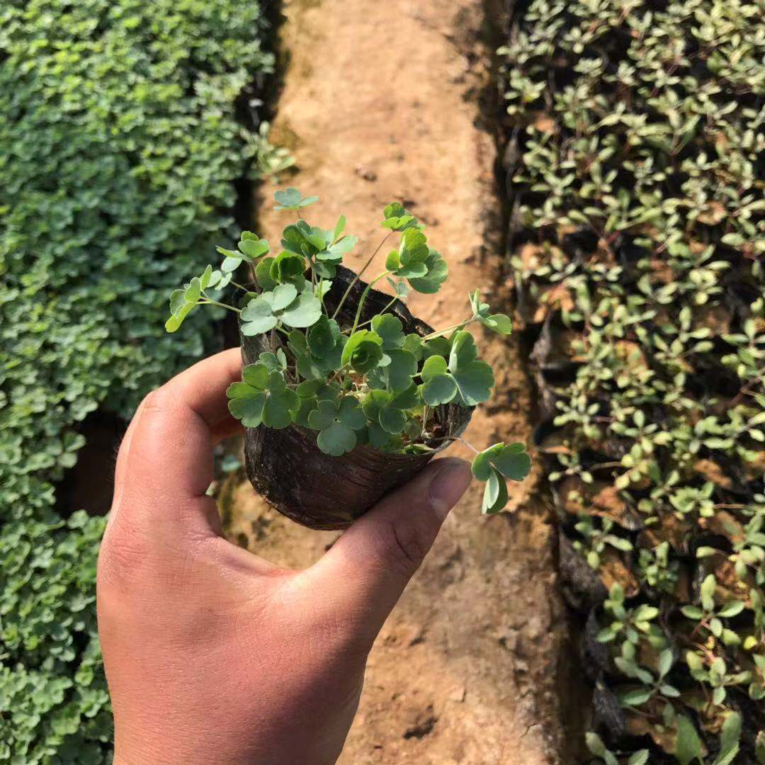 花卉种子耧斗菜宿根花卉种子猫爪花耧斗菜种子批发厂家直供