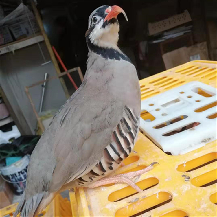 鹧鸪种苗大特卖—江门鹧鸪的养殖场直接销售