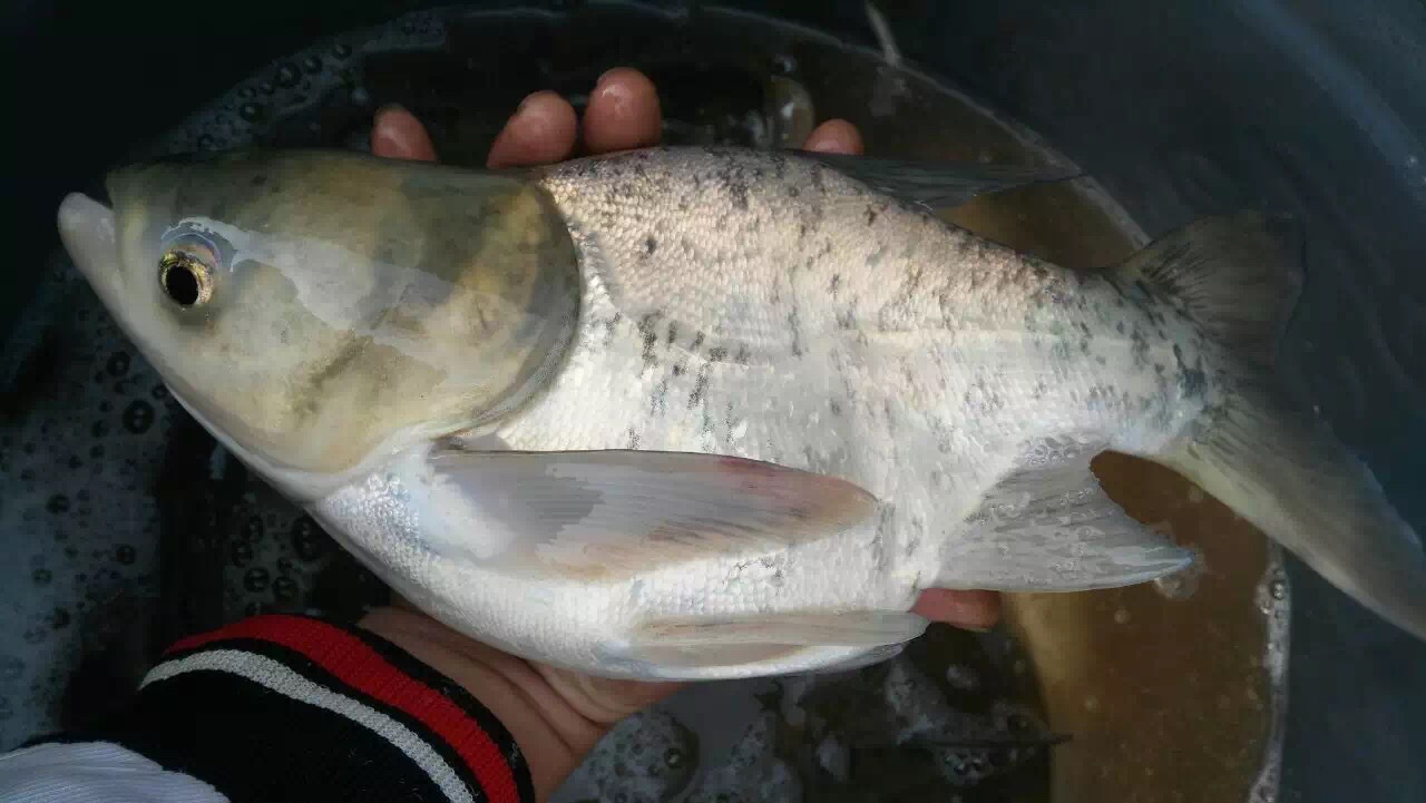 缩骨大头鱼苗 鳙鱼鱼苗 鱼苗批发 价格低