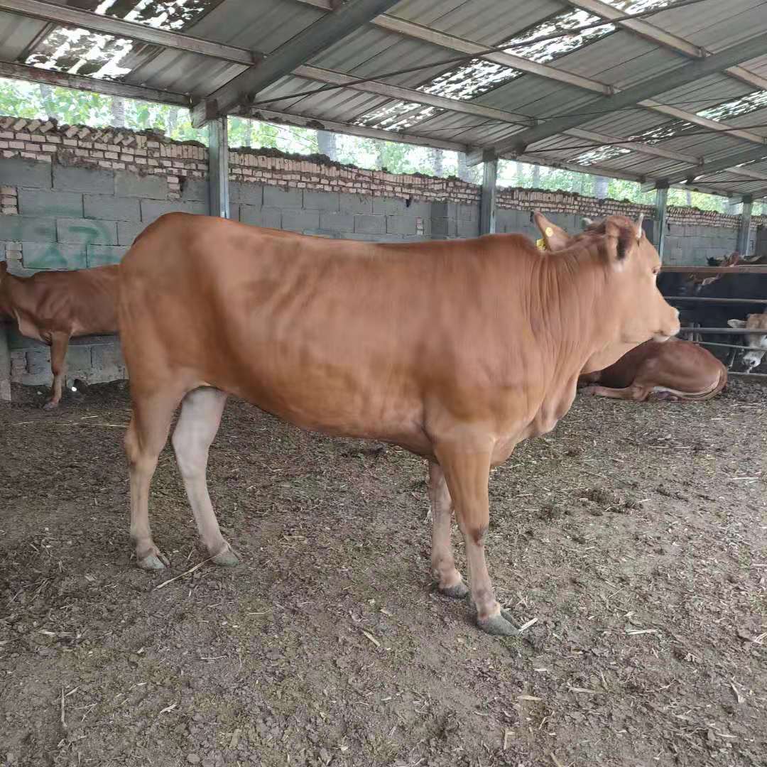 肉牛养殖场肉牛苗奶牛 小牛 牛犊 西门塔尔 养牛如何销售