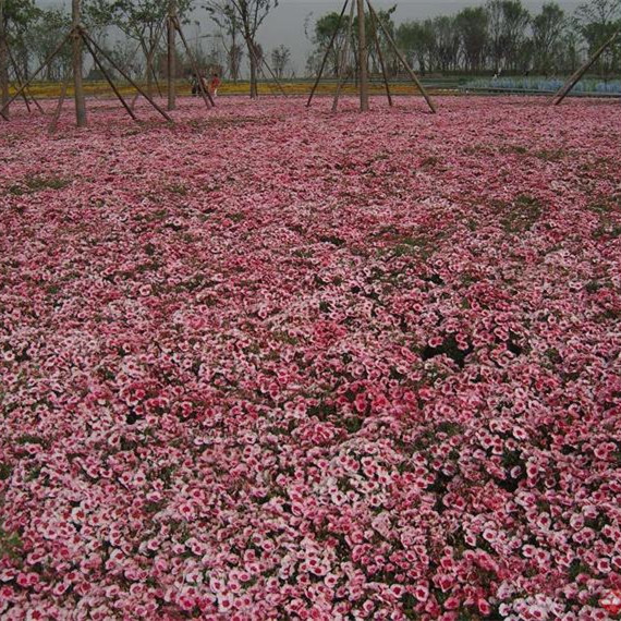 满江红 水生植物基地批发 绿化苗 小型漂浮水生蕨类