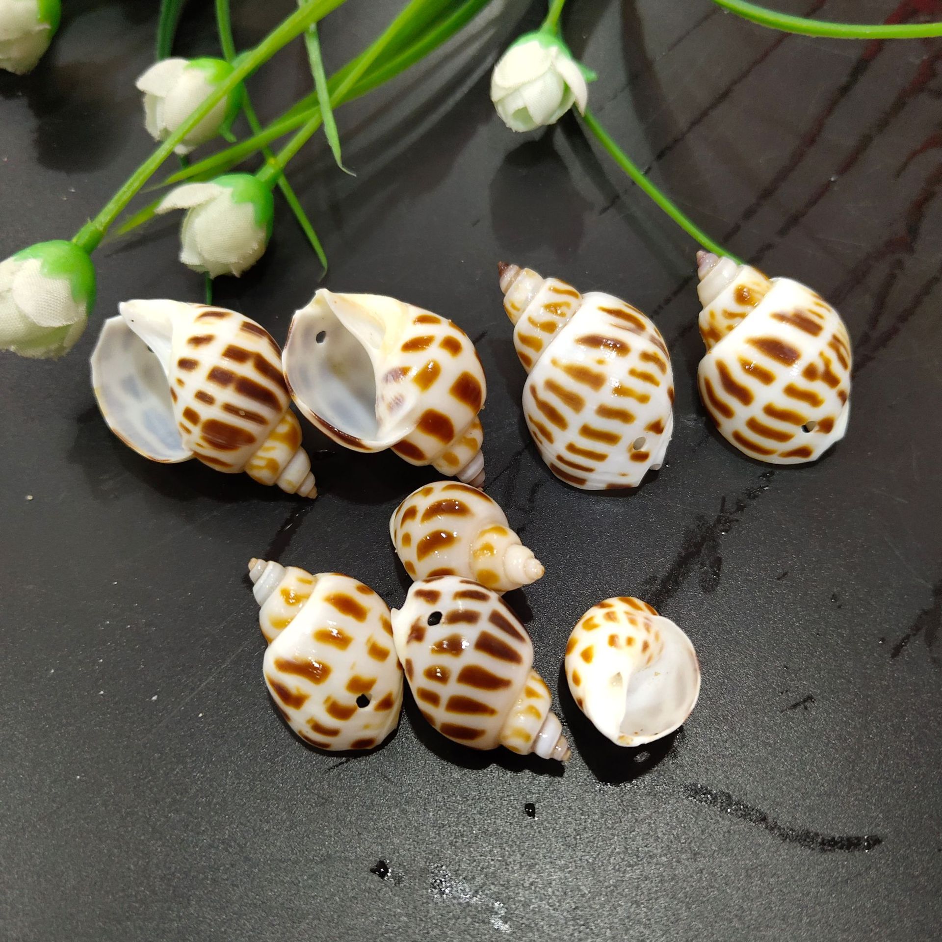 天然海螺贝壳2-4厘米打孔饰品配件小海螺创意手工 花点螺东风螺