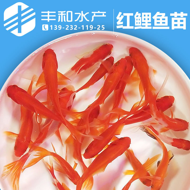 红鲤鱼苗 红鲤苗 淡水鱼苗批发 观赏鱼
