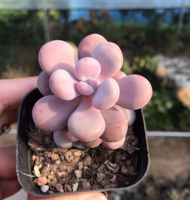 桃之卵 多肉植物 基地批发粉桃蛋 粉色肉肉萌实物拍摄择优发货