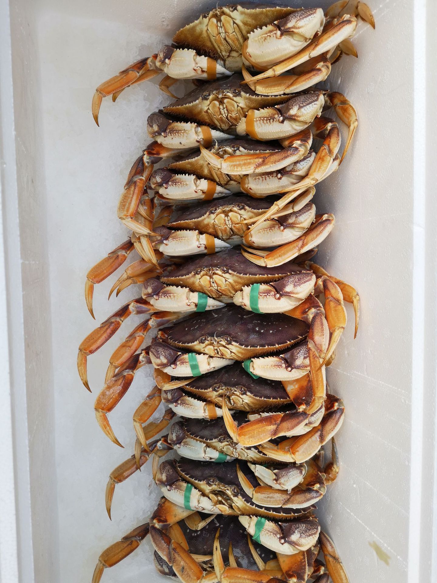 深海之家供应冰鲜水产海鲜珍宝蟹大螃蟹 外贸冰鲜冷冻珍宝蟹2斤