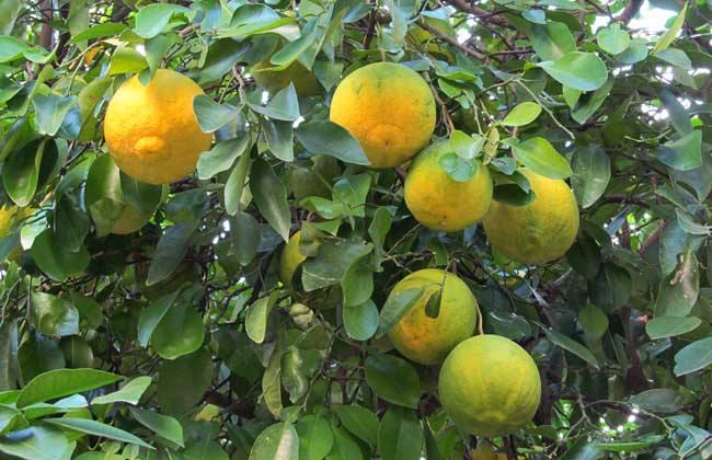 香橼浓缩原料_香橼提取物10:1 /枸橼子 香橼浓缩粉 500克装 - 阿里巴