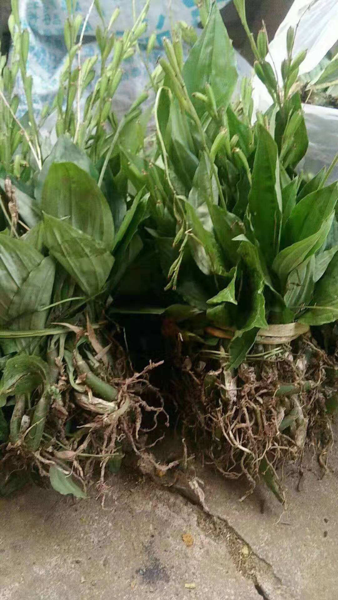 产地直供植物原药材见血清