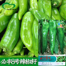 必丰8号青皮牛角椒种子农田种植 果长25厘米 蔬菜种子