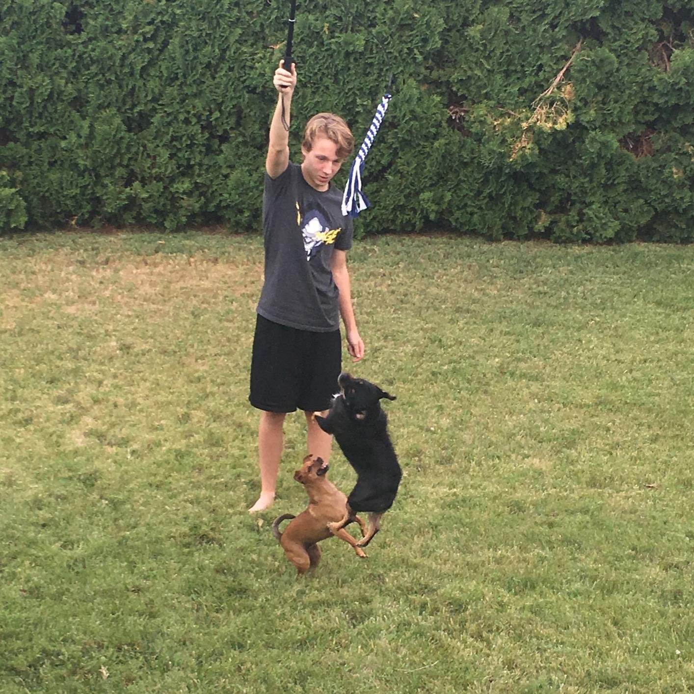 爆款amazon亚马逊伸缩逗狗棒溜狗器 玩具逗狗棒逗猫棒宠物训练杆