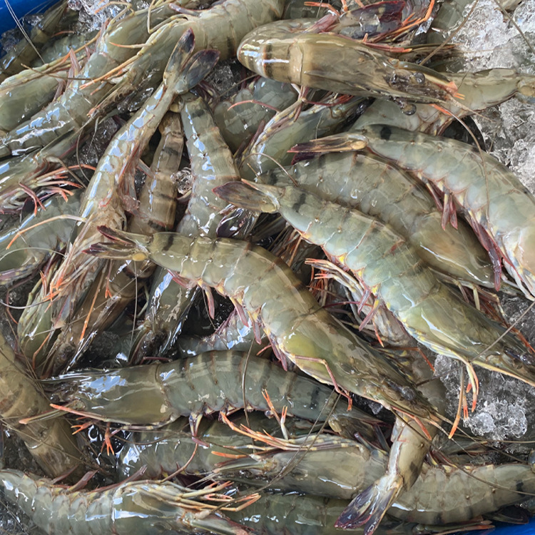 鲜冻草虾黑虎虾老虎虾冻大虾海鲜冻品批发餐饮酒店食材代发1斤装