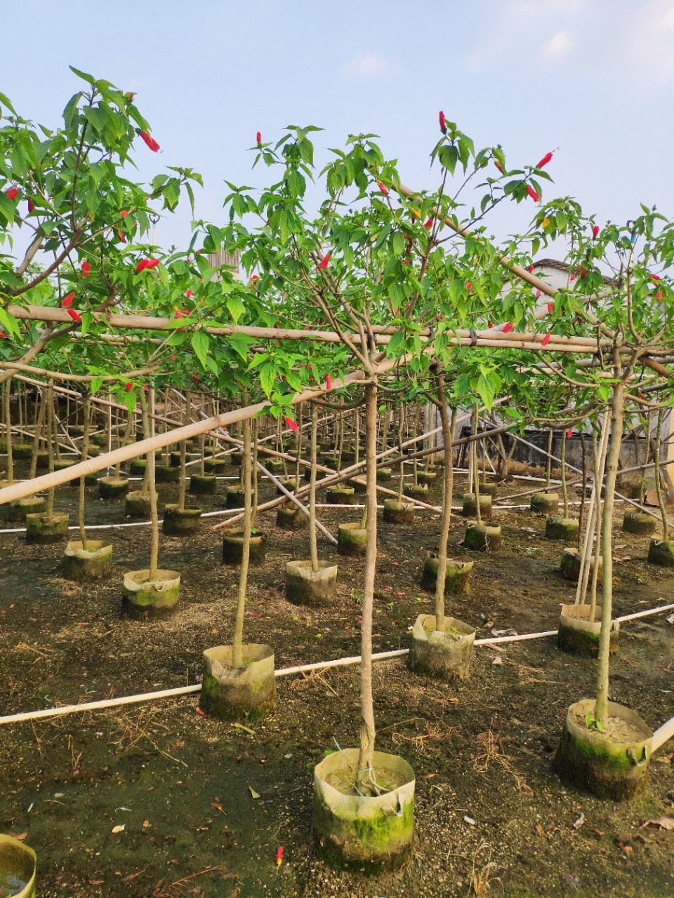 909供应 单杆 树型 吊灯花 吊钟花 3-4cm袋苗 四季开花 基地直销