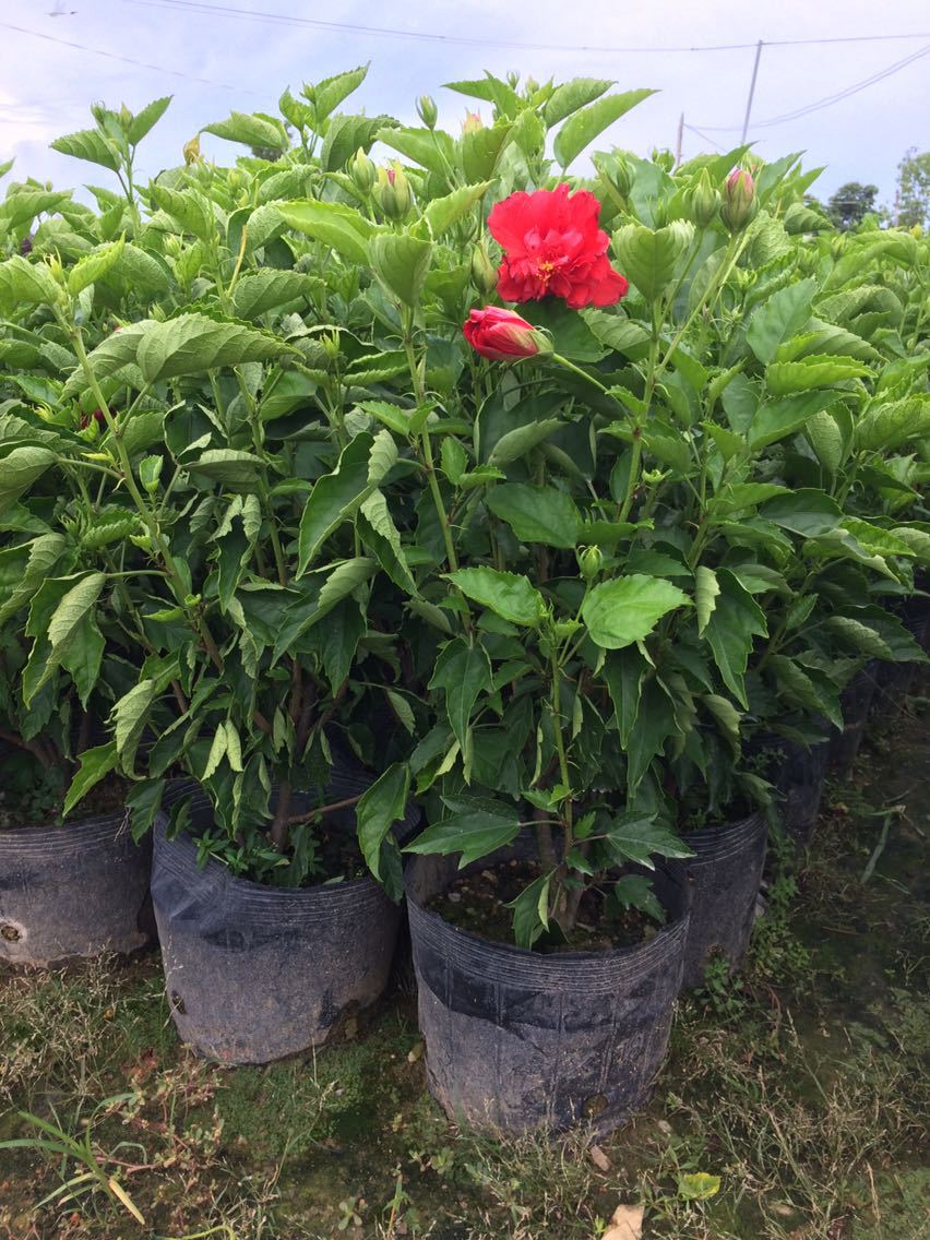 40cm高扶桑花苗重瓣丹麦朱槿重瓣扶桑带花桑叶牡丹大红花四季开花