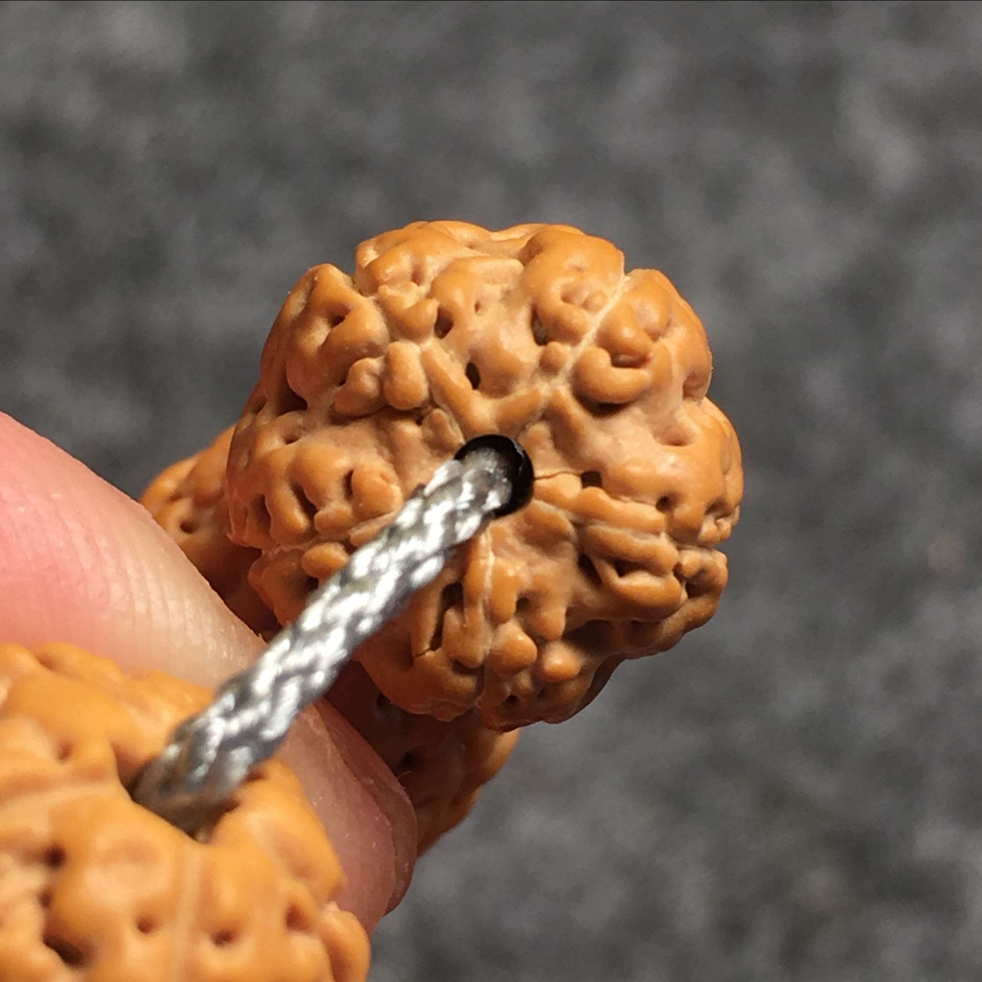 一手货源五瓣六瓣蜂窝树神小金刚 蜂窝双龙小金刚树王108颗