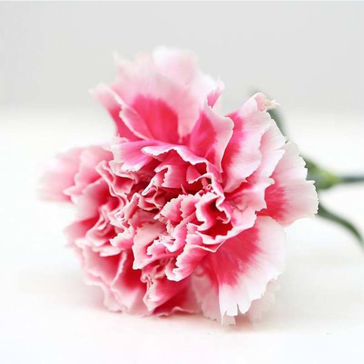 云南昆明鲜花批发 教师节 送老师 康乃馨 鲜花 礼物 基地批发