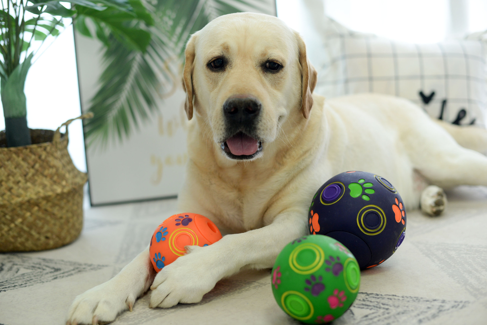 宠物玩具狗狗橡胶球巨大型犬球形玩具发声漏食球拉布拉多金毛瑕疵