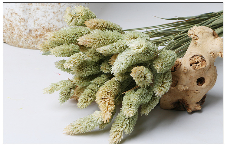 宝石草自然干花 花束拍摄用具家居装饰花材 厂家批发兔尾草干花