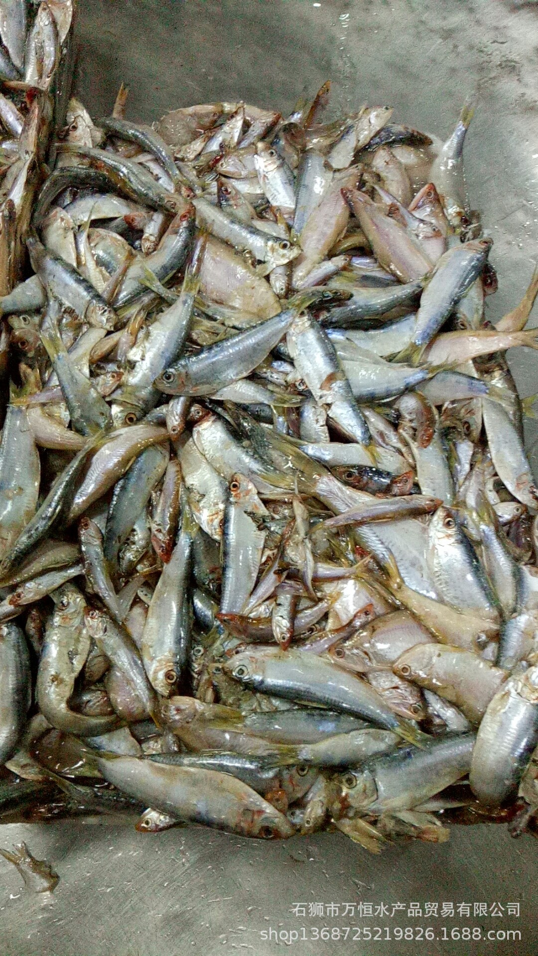 石狮万恒水产批发新饲料冻片饲料鱼 青兰 白只 杂鱼 6.5公斤一件